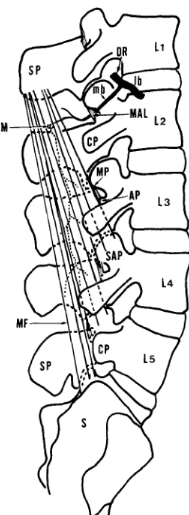 Fig.  1  Schematic  illustration  of  the  lumbar multifidus  muscle  as  seen  in  a  lateral  view.