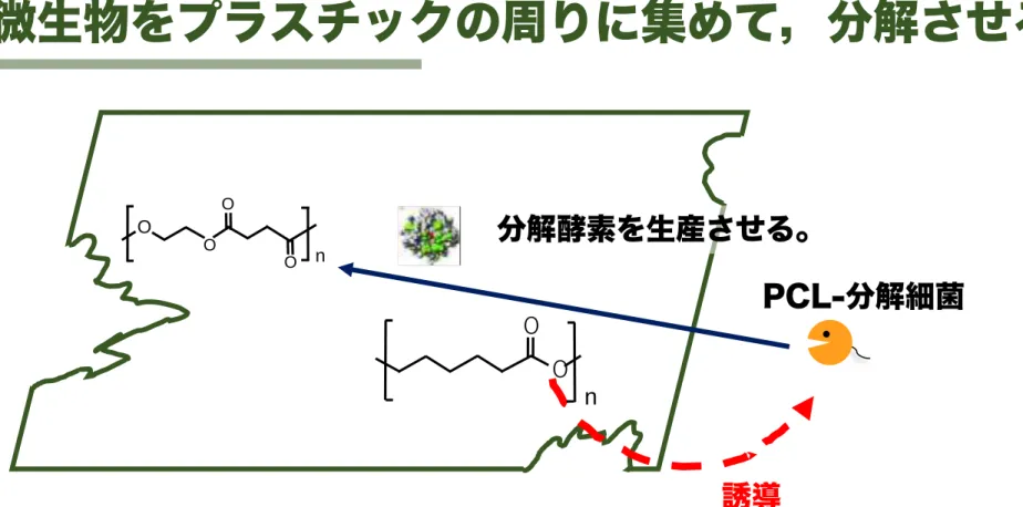 Fig. 3shows a dendrogram constructed with the amino acid sequence of several hydrolases