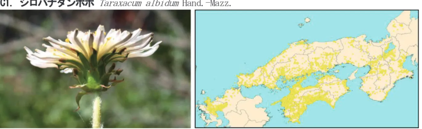 図 31.  山口県のシロバナタンポポ 
