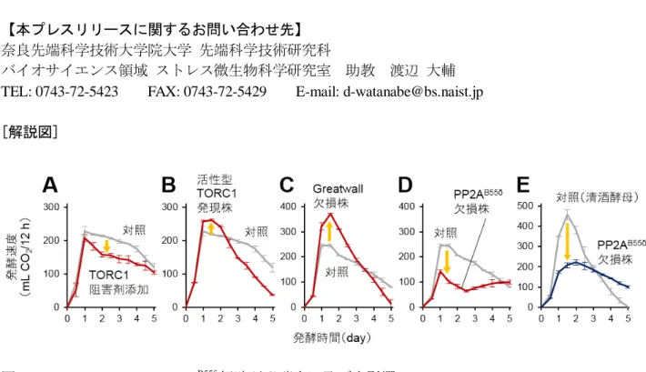 図 1   TORC1-Greatwall-PP2A B55δ 経路が発酵力に及ぼす影響