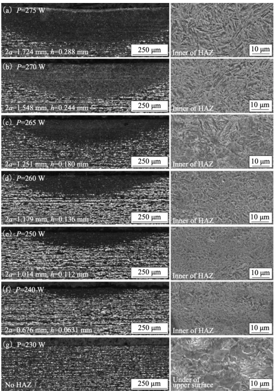 Fig. 6 Microscope and SEM observation of HAZ in vertical section of laser quenched specimen.