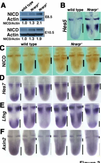 Figure 3. Loss of Nrarp specifically increases Hes5 expression but does not affect cyclic  gene expression patterns