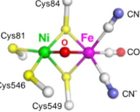 Fig. 1  Active site structure of  DvMF  [NiFe] hydrogenase in the Ni-B state  (PDB: 1WUJ)