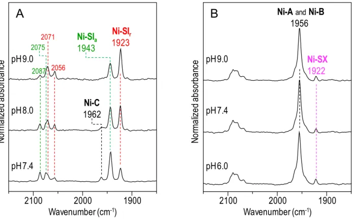 Fig. S6  FT-IR spectra of DvMF [NiFe] hydrogenase under N 2  atmosphere at different pH values  (pH 6.0, 7.4, 8.0, and 9.0) at 298 K: (A) Phenosafranin-oxidized and (B) as-isolated [NiFe] 