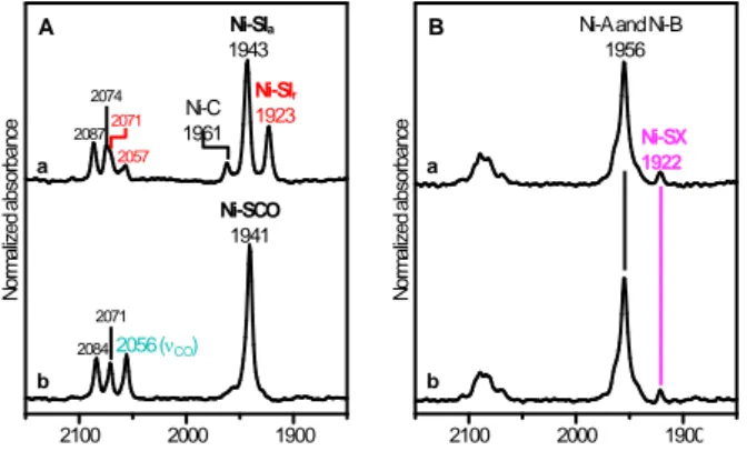 Fig. 4  FT-IR spectra of (A) phenosafranin-oxidized and (B) as-isolated DvMF  [NiFe] hydrogenase under (a) N 2  and (b) CO atmospheres at pH 7.4 and 298 K