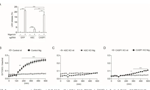 図 5 ．  コントロール細胞、 ASC KO 、 CASP1 KO THP-1 細胞からの LDH 、 SYTOXG の解析 
