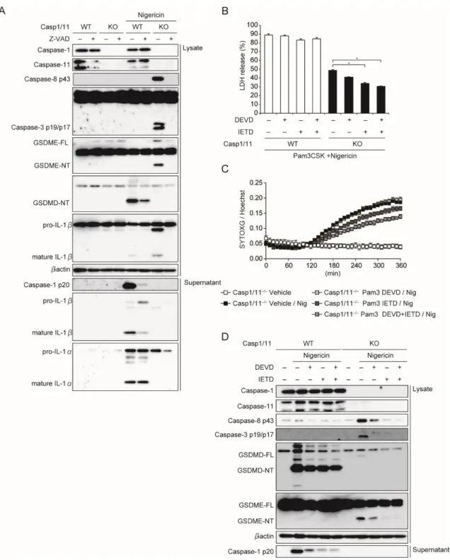 図 18 ．  NLRP3 活性化による Caspase-3/8 の活性化、細胞死への影響