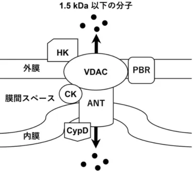 図  1-3    現在予想されている  PTP  の構造概略図 
