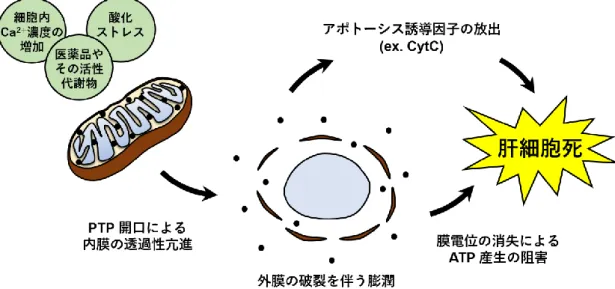 図  1-4    mPT  による肝細胞死の誘導モデル  第  3  節    NSAIDs  による肝障害の誘発とミトコンドリアへの影響  非ステロイド性抗炎症薬（NSAIDs）は痛みや炎症を伴う疾患に汎用される解熱・鎮痛剤 である。NSAIDs  の主作用は、シクロオキシゲナーゼ（COX）への作用を介したプロスタ グランジンやトロンボキサンなどのプロスタノイドの合成阻害によって発揮される。COX  には  COX-1  と  COX-2  のアイソザイムが存在し、それぞれ独立して発現調節が行われて い
