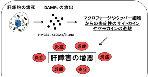 図  1-1    DAMPs  の放出による  DILI  の発症機序 肝細胞死の誘導により  DAMPs  が放出され、炎症性サイトカインやケモカインの遊離を介し て肝障害が増悪する。  第  2  節    ミトコンドリアの構造と機能  ミトコンドリアは酸化的リン酸化により生体内のエネルギー通貨であるアデノシン三リ ン酸（ATP）の産生を担うオルガネラである。ミトコンドリアの役割は  ATP  の産生のみな らず、細胞内カルシウムの恒常性の維持やアポトーシスやネクローシスの誘導、種々の神 経変性疾患へ