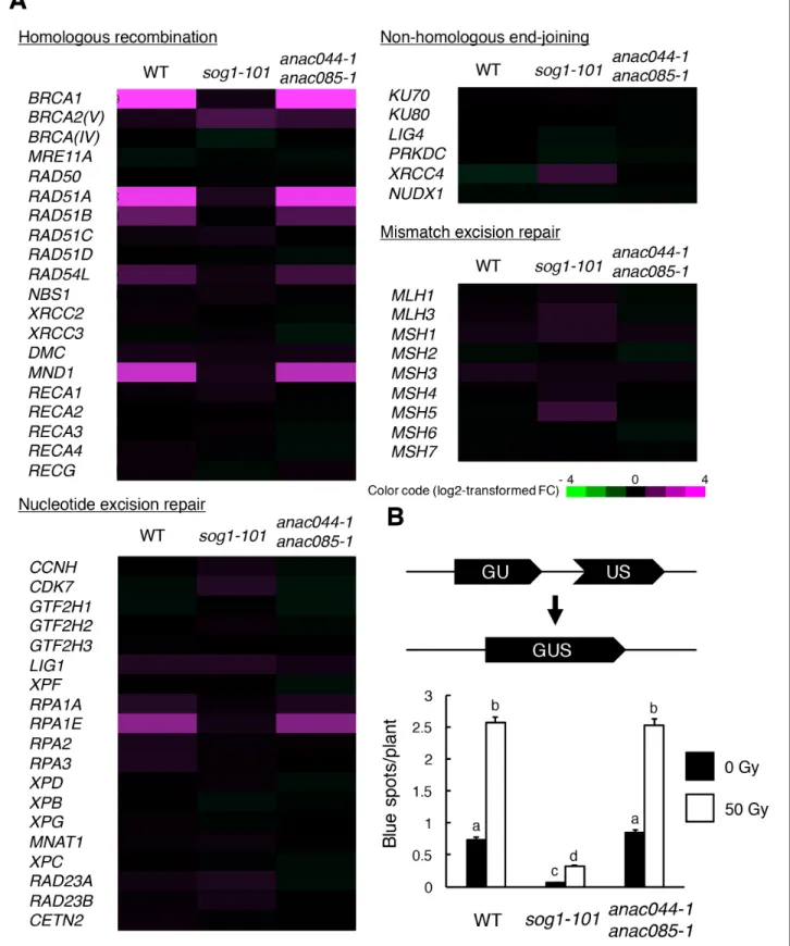 Figure 4. ANAC044 and ANAC085 are not required for HR-mediated DNA repair. (A) Transcriptional response of DNA repair-related genes to bleomycin