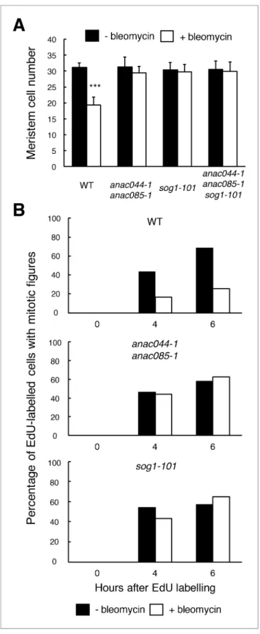 Figure 5. ANAC044 and ANAC085 are required for DNA damage-induced cell cycle arrest. (A) Cell number in the meristematic zone of WT, anac044-1 anac085-1, sog1-101 and anac044-1 anac085-1 sog1-101