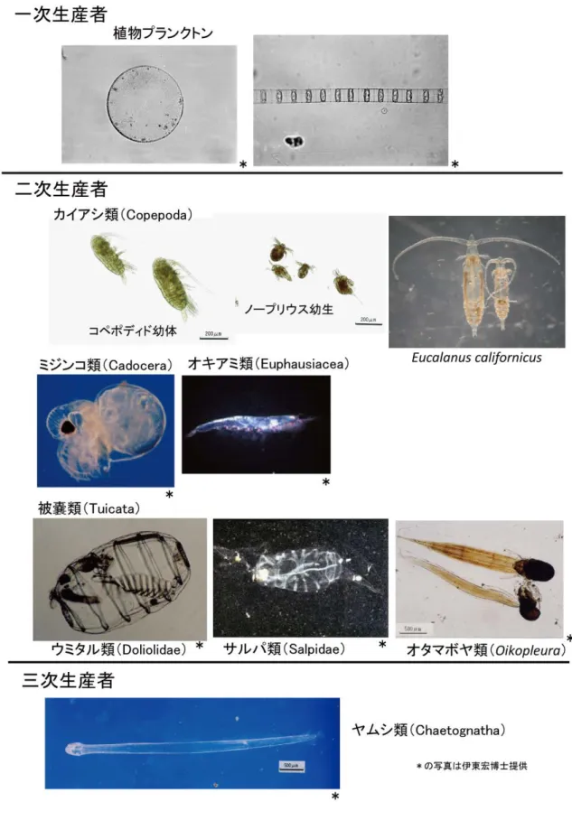 図 1.1 代表的な海洋プランクトン