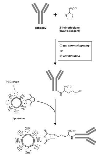 Fig. 1  Preparation of liposomes modified with antibody 