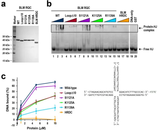 Figure 7 | Mutagenesis binding assays of BLM RQC with HJ. (a) SDS-PAGE of BLM RQCs (wild-type, loopD10, S1121A, K1125A, and R1139A) and BLM HRDC in GST-fused form
