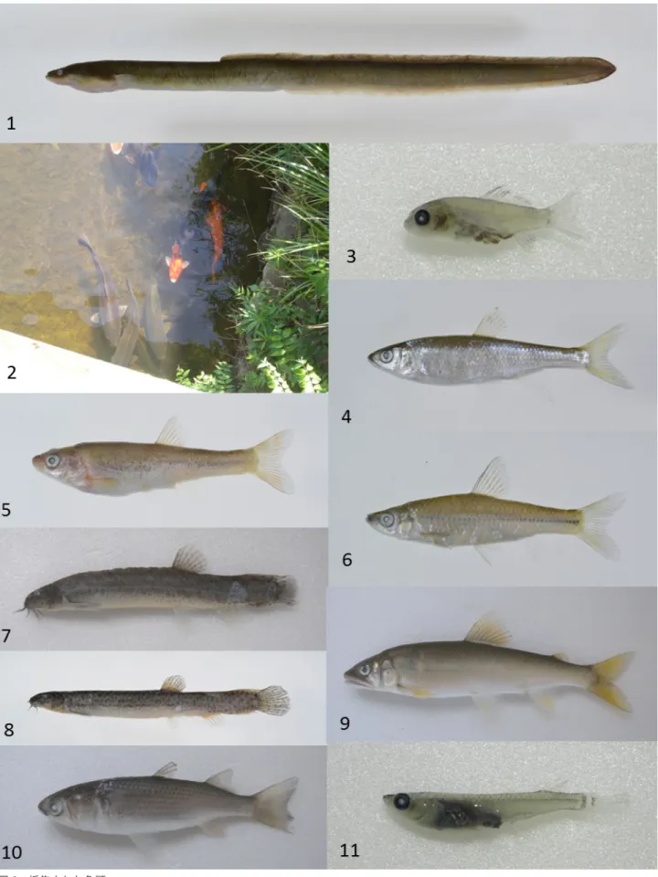 図 2.   採集された魚類．
