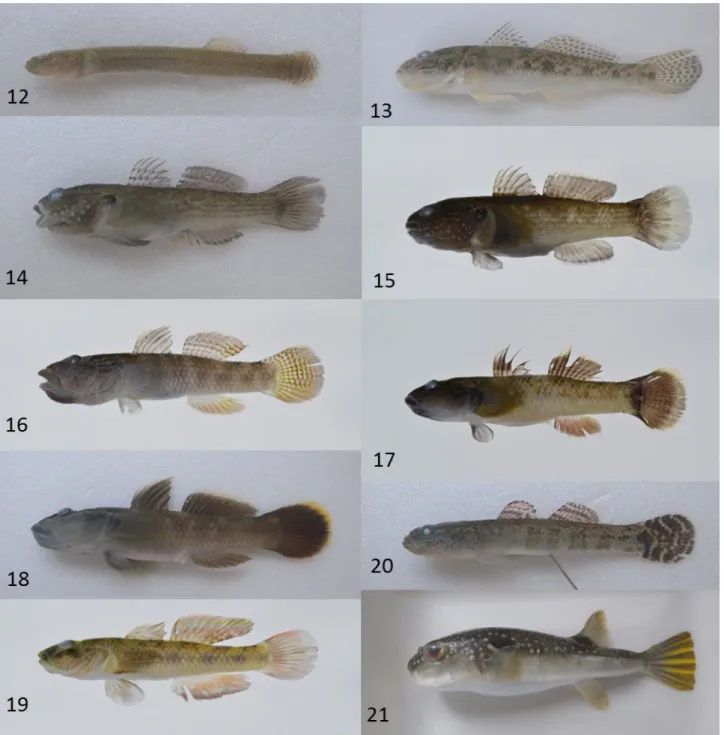図 2.   採集された魚類（続き）．