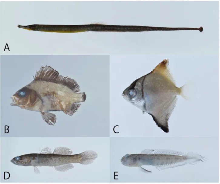図 1.  A ：ガンテンイシヨウジ  Hippichthys penicillus, KPM-NI 40747,  体長 151.0 mm,  野島水路 ,  神奈川県横須賀市夏島町 ,  瀬能 宏撮影； B ：クロコショウダイ Plectorhinchus gibbosus, KPM-NI 39502,  体長 29.5 mm,  大浦湾 ,  静岡県下田市 5 丁目 ,  瀬能 宏撮影； C ：ヒメツバメウオ Monodactylus argenteus, KPM-NI 40745,  体長 32.5