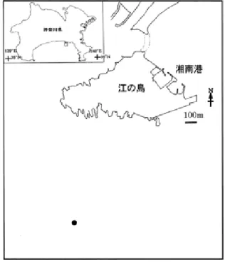 図 1 ．採集地点 神奈川県江の島沖 （北緯 35 7 21 ”，東経 139 28 34 ”）．図中の黒点が採集地点．