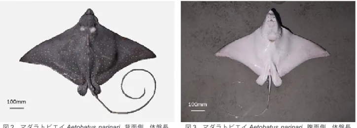 図 2 ．マダラトビエイ Aetobatus narinari ,  背面側 ,  体盤長 482.8 mm,  体盤幅 978.1 mm, 全長 1853.7 mm,  神奈川 県藤沢市江の島沖． 図 3 ．マダラトビエイ Aetobatus narinari ,  腹面側 ,  体盤長482.8 mm, 体盤幅978.1 mm,全長1853.7 mm, 神奈川県藤沢市江の島沖． 図 4 ．マダラトビエイ Aetobatus narinari の計測部位．番号は表 1 に対応．