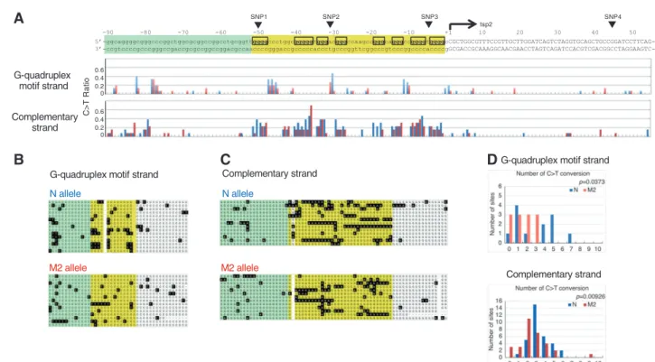 Fig. 2 Bisul ﬁ te modi ﬁ cation analysis that could re ﬂ ect the DNA sec- sec-ondary structure status within the ANXA5 gene promoter region