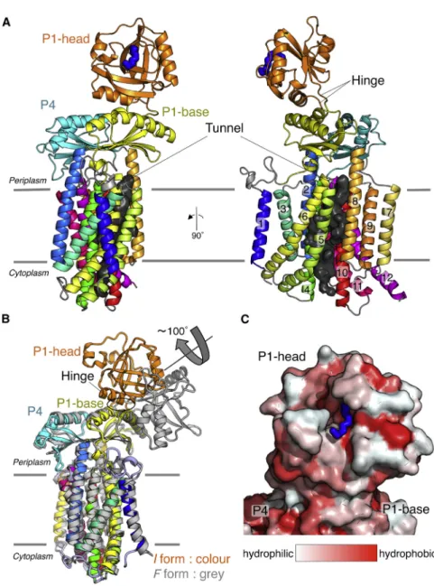 Figure 1. Crystal Structures of SecDF (A) SecDF in I form (MolB). The TM helices are numbered