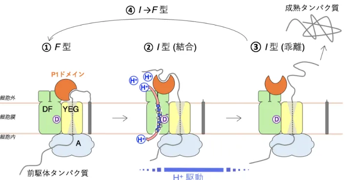 図 3 SecDF によるタンパク質牽引モデル。細胞内で合成されたタンパク質は膜へと運ばれ、 SecYEG を通り細胞外へと輸送されます。その後、 SecDF が F 型の状態で P1 ドメインのくぼみで 輸送タンパク質と結合し、 I 型へと移行することで輸送タンパク質を細胞外へと牽引します。この 構造変化は、膜貫通ドメインに形成されるトンネルに入り込んだ水分子を介した水素イオンの流入 に伴い生じるエネルギーにより駆動されます。このサイクルを繰り返すことによりタンパク質の輸 送が達成されます。トンネルの開閉