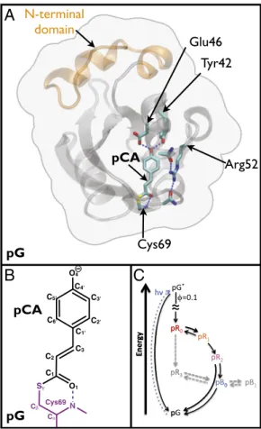 Fig. 1. PYP structure and photocycle. (A) Surface rendering (gray) of PYP (PDB ID code 2ZOH) in the pG state with backbone structure (ribbon) and atomic rendering of pCA and its hydrogen-bonding partners