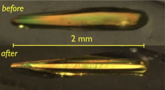 Fig. S1. Before and after photos of PYP7, one of nine crystals used to acquire time-resolved diffraction data