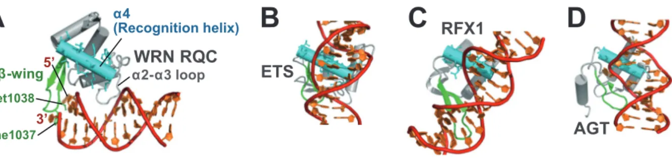 図 4 RQC ドメインの DNA 結合様式はこれまでの winged-helix とまったく違う. 1) （DNA-interaction mode of RQC domain is distinct from all known examples of the winged-helix proteins.） （A） WRN RQC−DNA 複合体