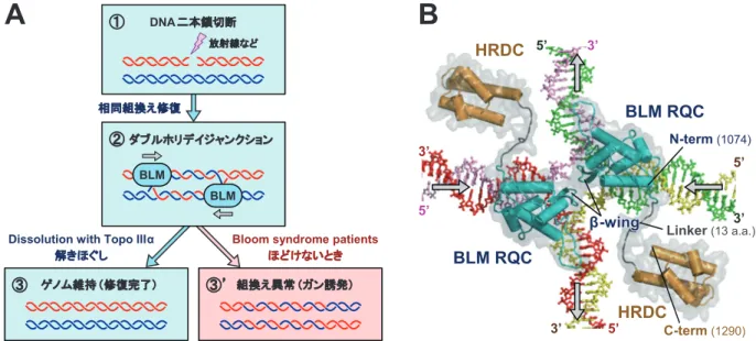 図 6 RecQ ファミリーヘリカーゼによる分岐点移動のモデル図. 1),3) （Proposed models for branch migration by RecQ- RecQ-family helicases.） （A） BLM によるホリデイジャンクションのコンフォメーション開化と分岐点移動.（B） WRN によるテロメアT-ループの解きほぐし（仮想モデル） 