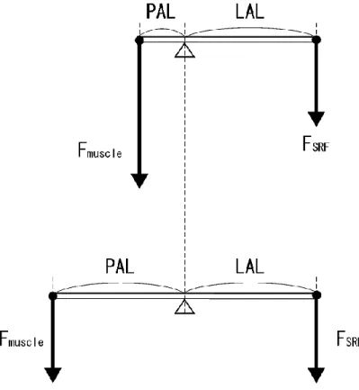 図 1.7   関 節 の お け る 力 の 釣 り 合 い を 単 純 な テ コ で 表 し た 図 。 支 持 基 体 反 力   (F S R F )   が 一 定 で あ っ て も 、パ ワ ー ア ー ム 長   (PAL)   と ロ ー ド ア ー ム 長   (LAL)  が 変 化 す れ ば 力 学 的 平 衡 を 維 持 す る た め に 発 揮 し な け れ ば な ら な い 筋 張 力   ( F m u s c l e )  は 変 化 す る 。