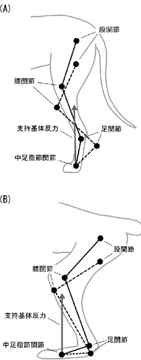 図 1.14  (A)  趾 行 性 動 物 と   (B)   蹠 行 性 動 物 に お け る 姿 勢 と 足 関 節 機 構 の 関 係 。趾 行 性 動 物 は 姿 勢 に よ っ て 足 関 節 と 支 持 基 体 反 力 の 間 の 距 離 が 変 化 す る 。そ れ に 対 し て 蹠 行 性 動 物 は 支 持 基 体 反 力 と 足 関 節 の 間 の 距 離 は 姿 勢 に 拘 わ ら ず 一 定 で あ る 。