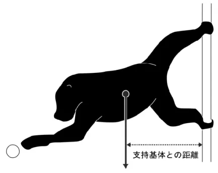 図 2.1  ス ロ ー ロ リ ス の カ ン チ レ バ ー リ ン グ 。垂 直 な 支 持 基 体 を 把 持 し て 身 体 を 伸 展 す る 。足 部 か ら 質 量 中 心 ま で の 距 離 が 長 く 、不 安 定 な 姿 勢 で あ る 。