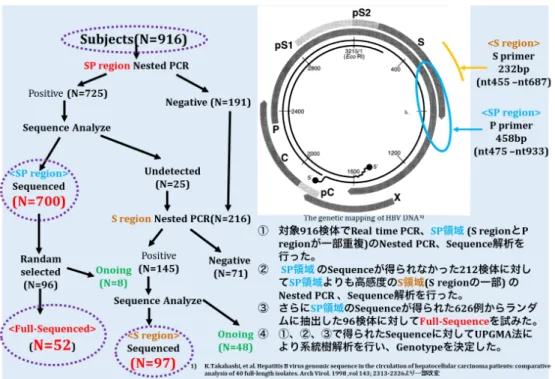 図 3. HBVDNA の Nested PCR 増幅領域と Sequence 解析・系統樹解析の手順 