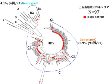 図 6. S 領域の Sequence 解析が可能であった 97 例における HBV genotype の系統樹  4. Sequence 解析が可能であった計 723 例の HBV  genotype 内訳  916 例中 sequence 解析が可能であった 797 例 （SP 領域：700 例、S 領域：97 例）において、 95.9％（693/723 例）が genotype C、3.7％ （27/723 例）が genotype B、0.4％（3/723 例） が genotype A に属した。