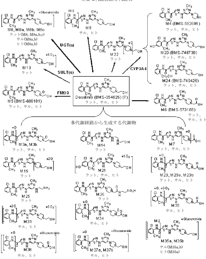 図 5-1:  In vivo におけるダサチニブの推定代謝経路 