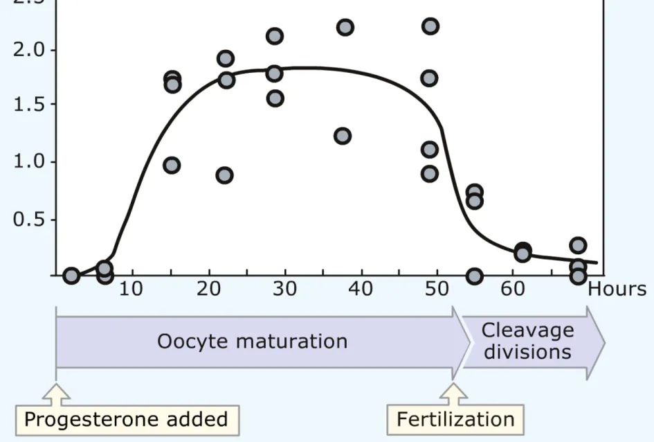 Figure 3 Maturation-promoting factor activity in the oocyte cytoplasm during maturation and early  development