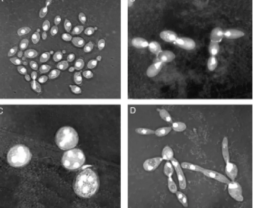 Figure 5. Normal cells and cdc mutant cells several hours after 