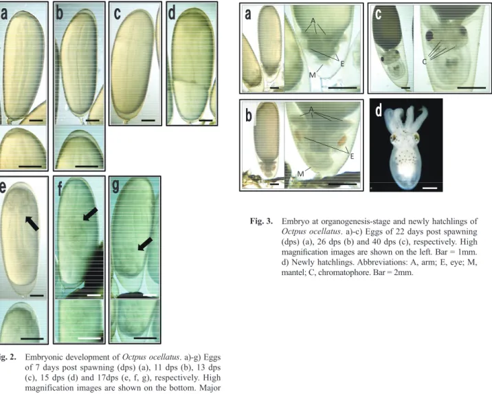 Fig. 2.　  Embryonic development of Octpus ocellatus. a)-g) Eggs  of 7 days post spawning (dps) (a), 11 dps (b), 13 dps  (c), 15 dps (d) and 17dps (e, f, g), respectively