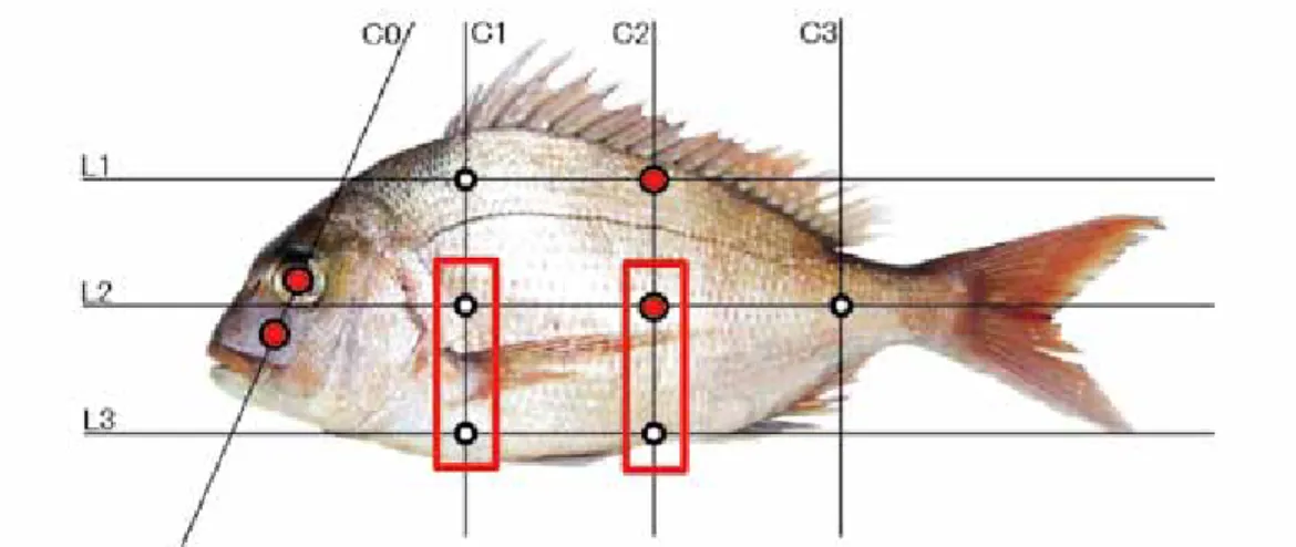 Fig. 7　Measuring points of the color that was used for modeling（Red seabream）.