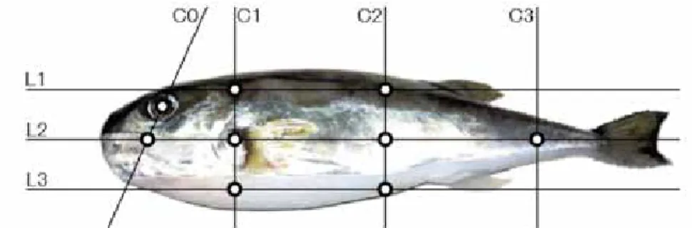 Fig. 1　Measuring points of color on the fish body surface.