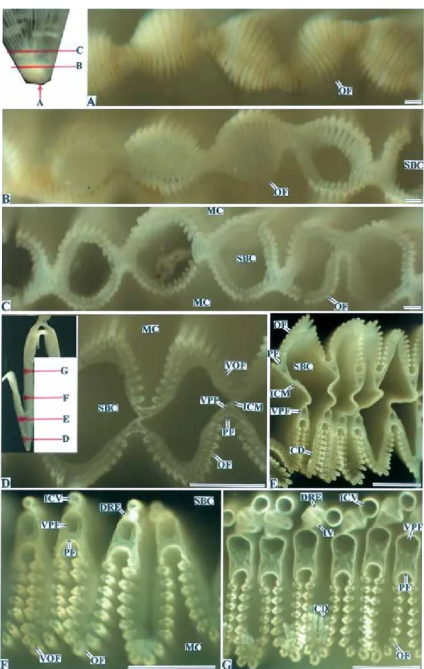 Fig. 7-1.　Cross section of the ctenidium of the Common scallop. Horizontal lines show planes of section