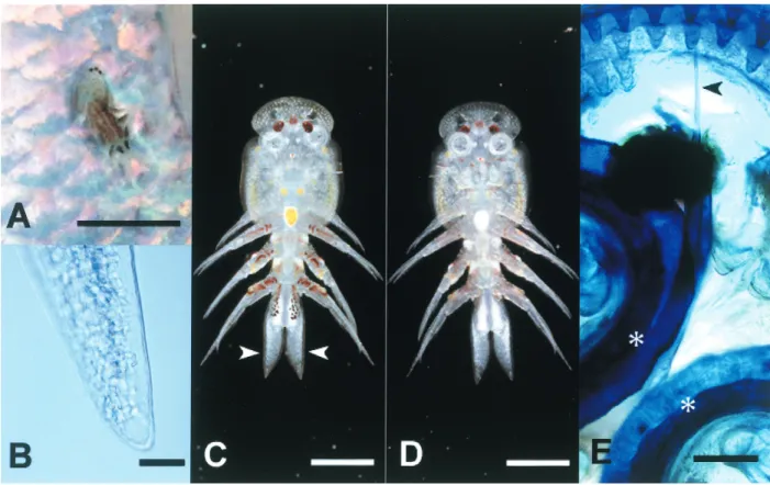 Fig. 1.　Argulus sp. from threadfin shad Konosirus punctatus. A, Argulus sp. infested the body surface of threadfin shad 