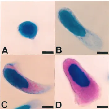 Fig. 7.　Hemocytes  of  polyhemocytic  crustacean（hemocyte-type  II）in  this  report.  Red  king  crab  Paralithodes  camtschaticus