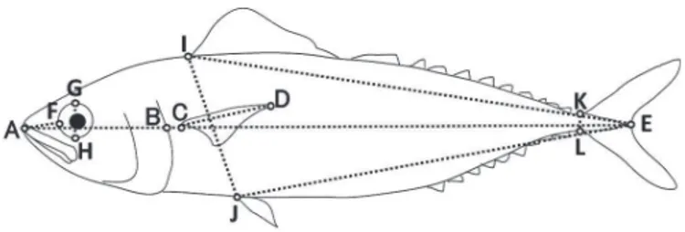 Fig. 2.　Discrimination points of tuna species（bluefin  tuna and longtail tuna）and bullet tuna
