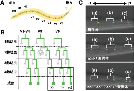図 3. ipla-1 変異体、acl-8 acl-9 acl-10 変異体では上皮幹細胞の非対称分裂に異 常が生じる 