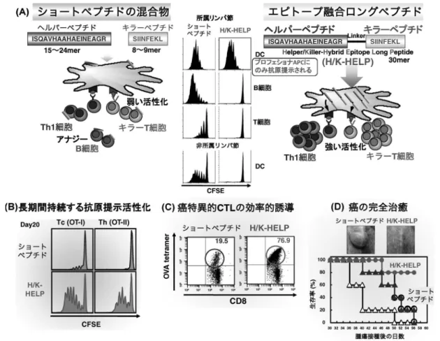図 10 H/K HELP による抗腫瘍免疫増強の作用機序