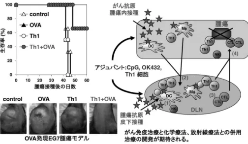 図 5 がん免疫治療における Th1 主導免疫の重要性