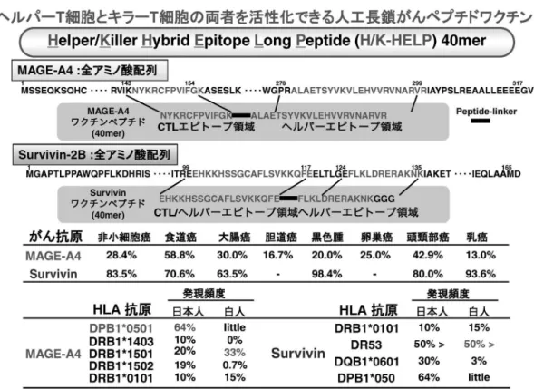 図 6 Th1 細胞と CTL の両者を活性化する H/K HELP の開発